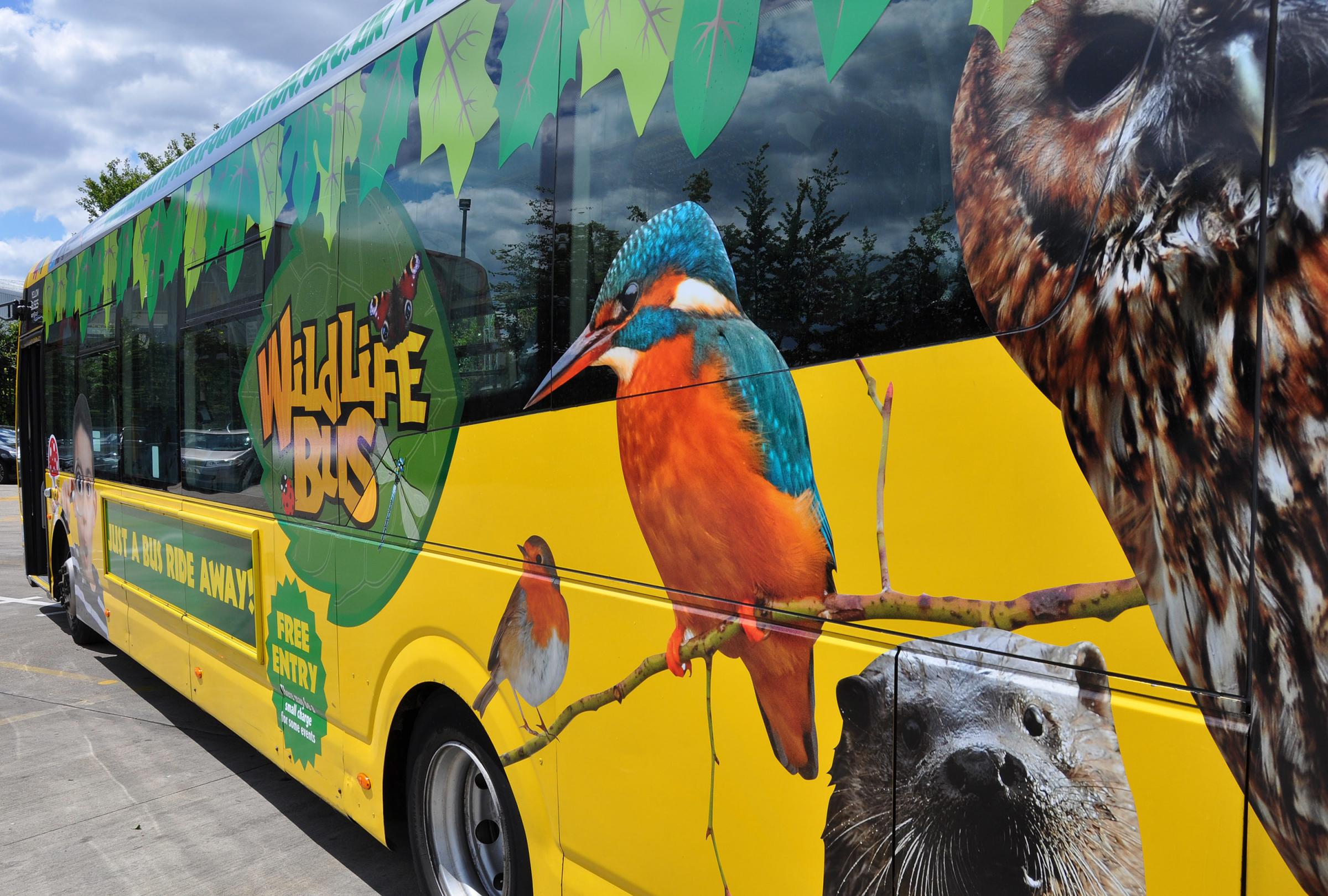 Wildlife Themed Yellow Buses Vehicle Set To Travel In Conurbation Bournemouth Echo