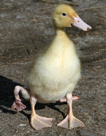 Meet Stumpy - the New Forest duck with four legs! | Bournemouth Echo