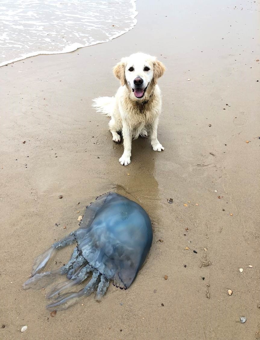 Giant Blue Jellyfish Spotted At Sandbanks By Dog Walker Bournemouth Echo