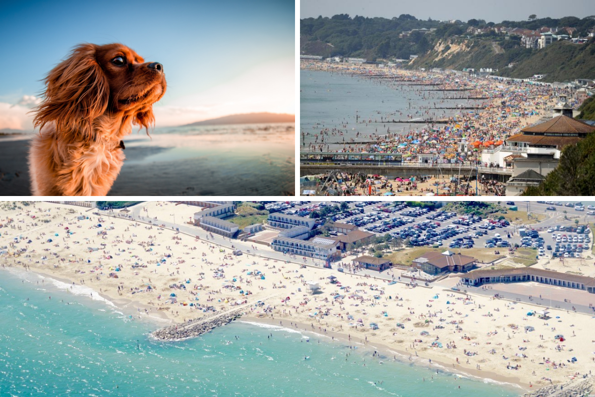 Bournemouth Beach Dogs Map Dog-Friendly Beaches In Bcp This Summer | Bournemouth Echo