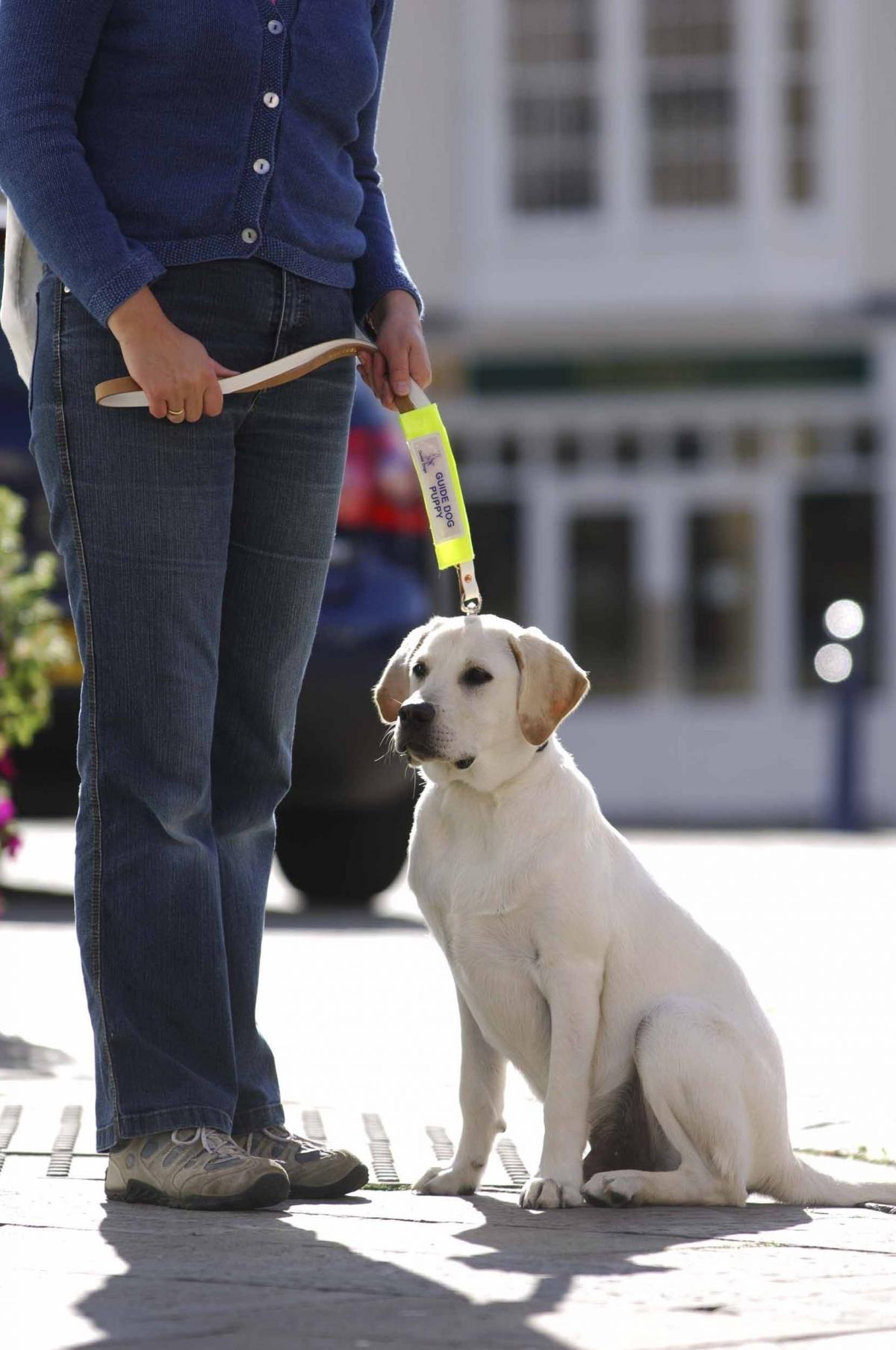 How to look after a guide dog puppy