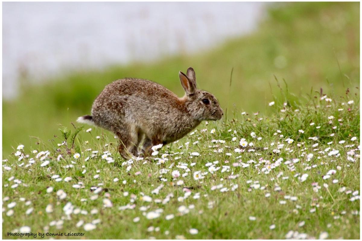 Letter To The Editor Our Wild Rabbit Population Is Under Threat Bournemouth Echo