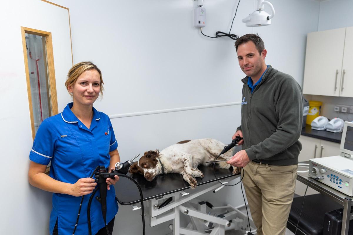 Natterjacks Vets Unveils New 30k Endoscopy Suite Bournemouth Echo